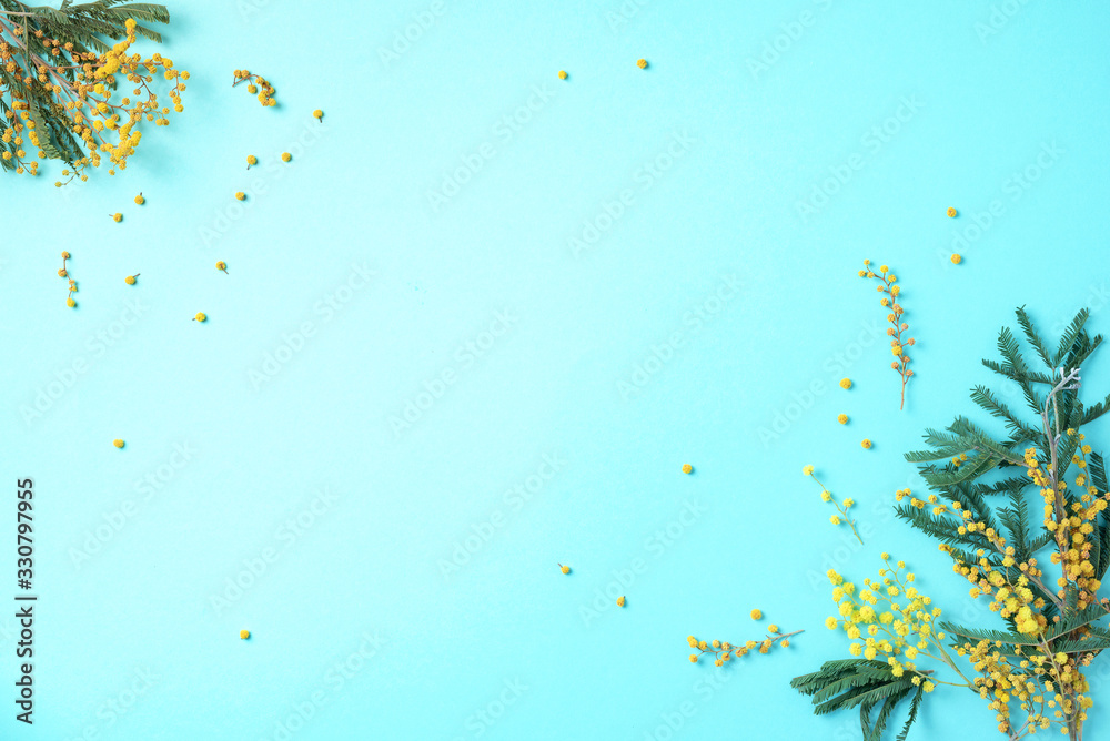 Spring mimosa flowers on blue background. Top view. Copy space. Spring concept. Floral composition, creative layout.