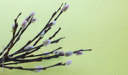Fototapeta Naklejka Na Ścianę i Meble -  Sprig of willow isolated on yellow background. Willow seals, fluffy buds. Happy Easter concept