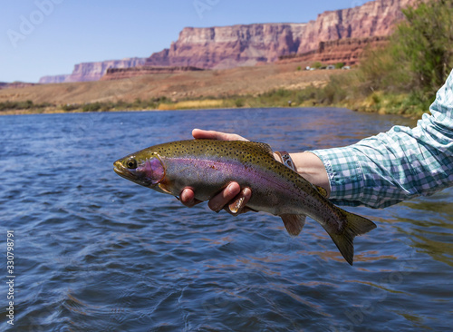 Lees Ferry Rainbow Trout Being Held By Angler