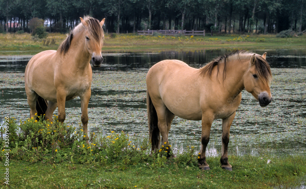 Fototapeta premium Cheval, race Henson, Baie de Somme, 80, Somme