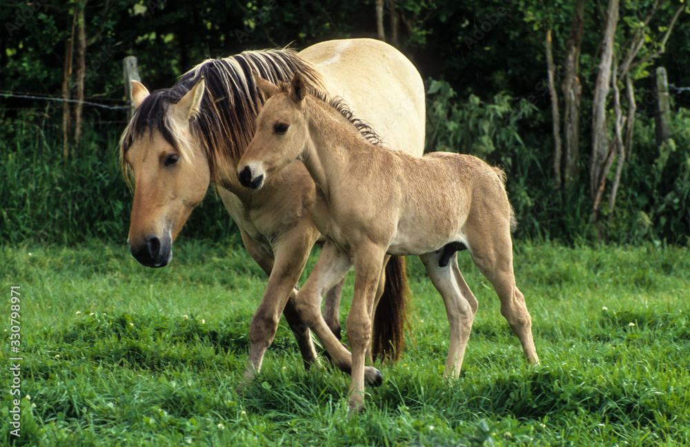 Cheval, race Henson, Baie de Somme, 80, Somme