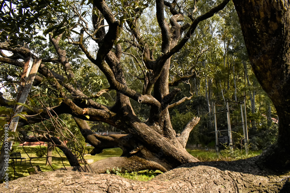 tree in the forest