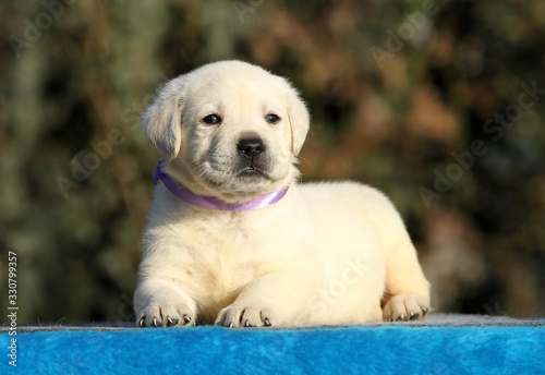 labrador puppy on a blue background