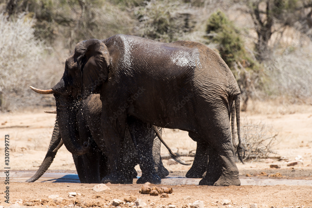 Obraz premium Eléphant d'Afrique, Loxodonta africana, Parc national Kruger, Afrique du Sud