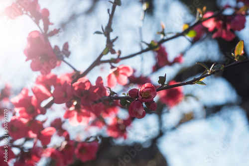 closeup of red japanese quince tree  of Chaenomeles in public garden