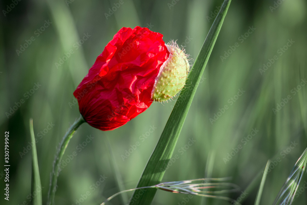 Obraz premium red poppy