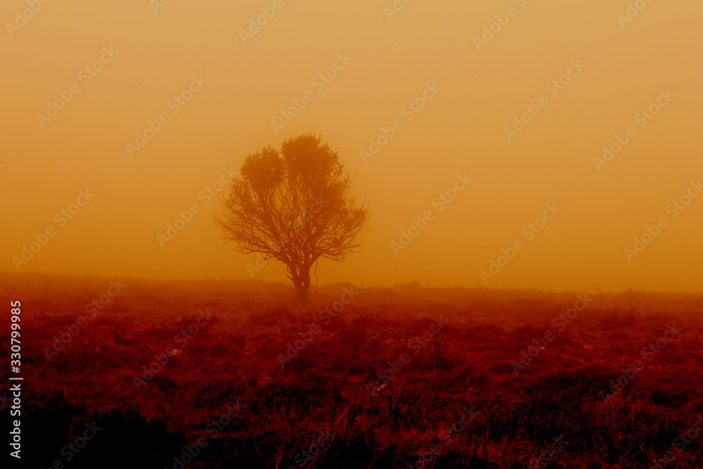 Fototapeta premium Tree of life