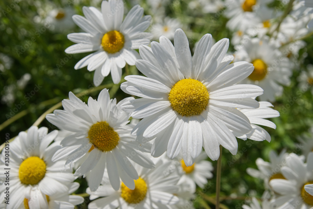 Close up of blooming oxeye daisies (Leucanthemum vulgare) in summer field, in Finland. Close up of blooming oxeye daisies (Leucanthemum vulgare) in summer field, in Finland.