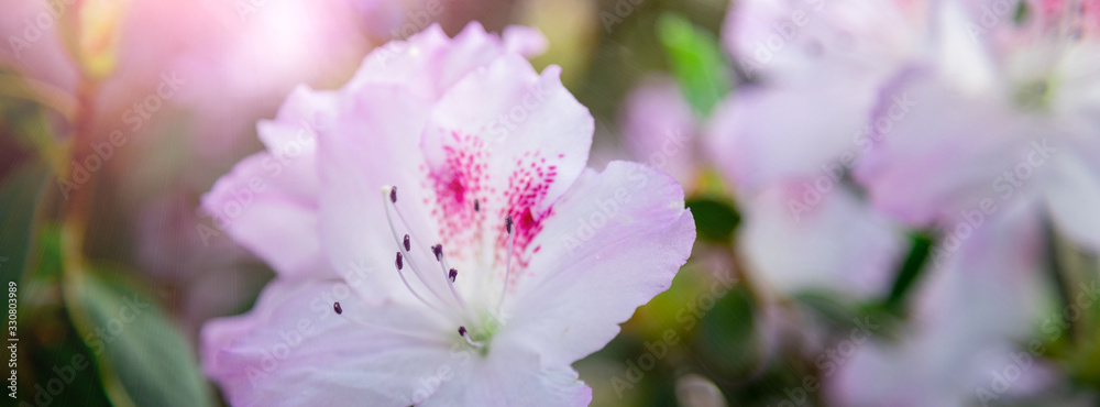 Fototapeten Azalee Azalee - Banner azalea flowers have bloomed. #330803989