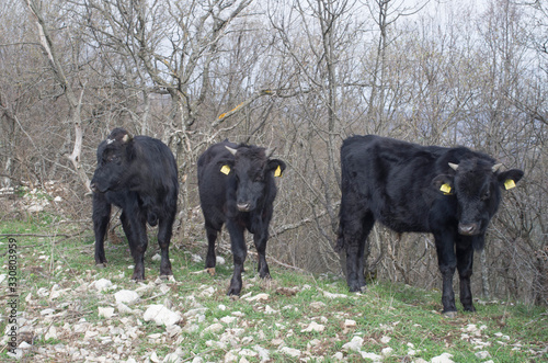 Three black male calves in a green meadow, Bulgaria