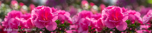 Banner azalea flowers have bloomed.