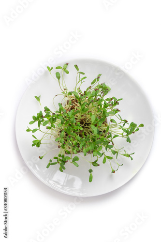 Micro  leaf vegetable of green alfalfa seeds sprouts