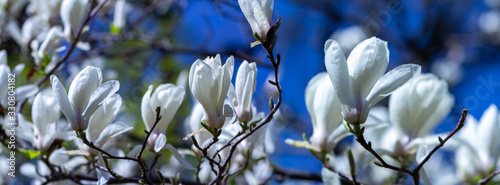 Panorama white magnolia flowers in the sun. photo