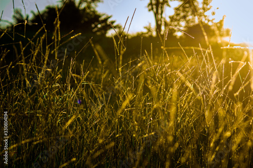 Brachiaria photo