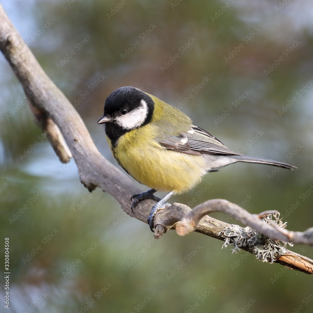 Great tit