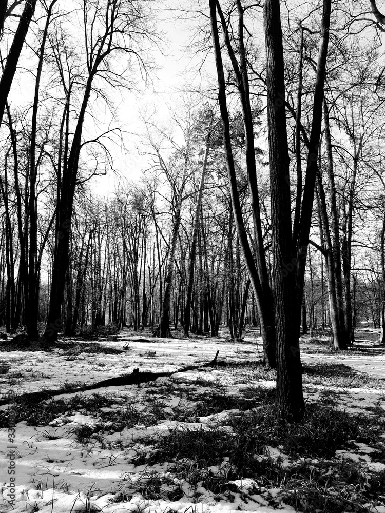 Fototapeta forest in winter