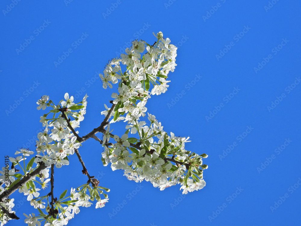 Zoom photo of beautiful almond tree in blossom and deep blue sky as background Zoom photo of beautiful almond tree in blossom and deep blue sky as background