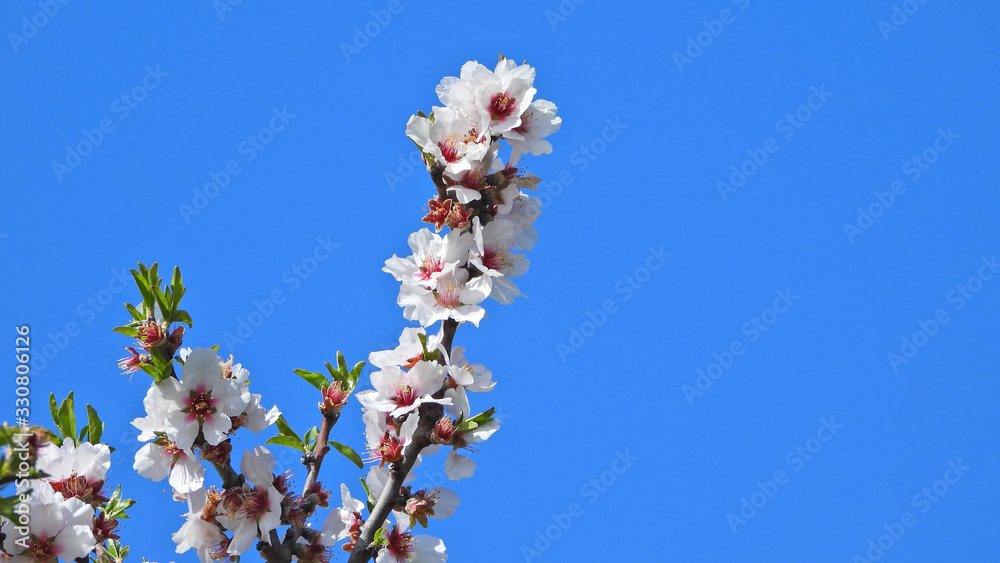 Zoom photo of beautiful almond tree in blossom and deep blue sky as background Zoom photo of beautiful almond tree in blossom and deep blue sky as background