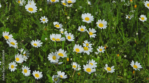 Zoom photo of beautiful daisies with bokeh effect blurred background as seen in the park at spring 