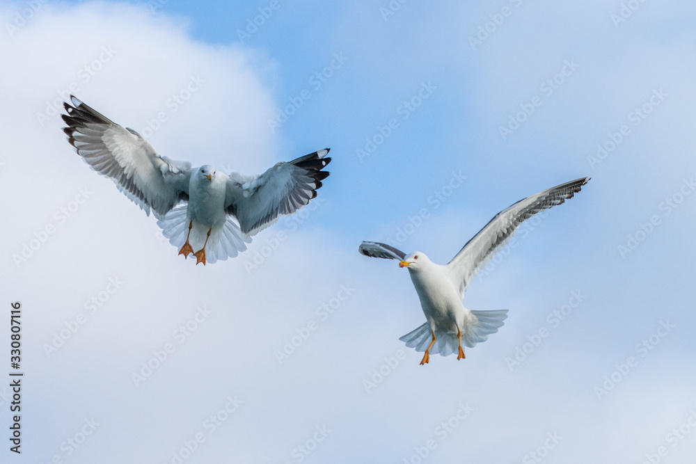 Obraz premium Gulls
