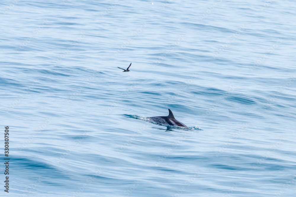 Naklejka premium Dolphin