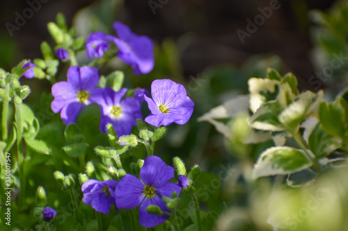 A close view of beautiful light purple blue aubretia flowers against green leaves in Spring