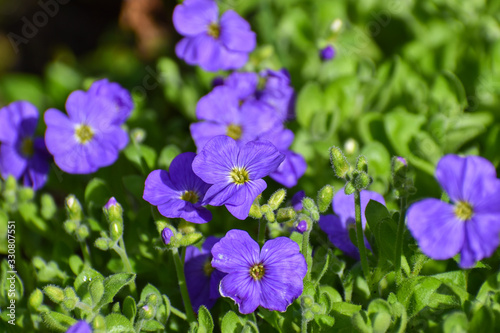 A close view of beautiful light purple blue aubretia flowers against green leaves in Spring