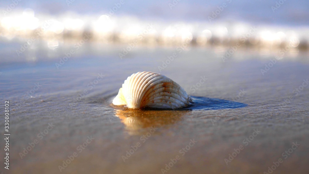 Un coquillage blanc sur le sable avec une vague Un coquillage blanc sur le sable avec une vague
