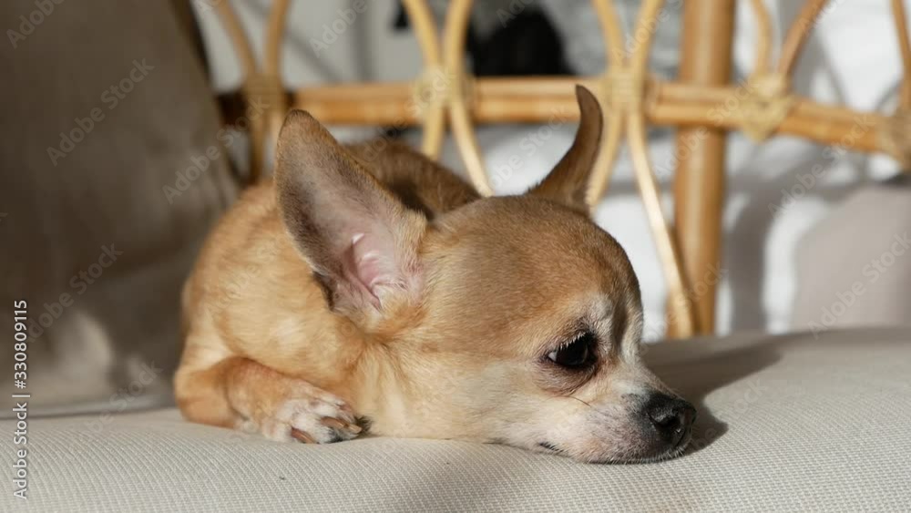 one-eyed chihuahua like a pirate one-eyed chihuahua like a pirate
