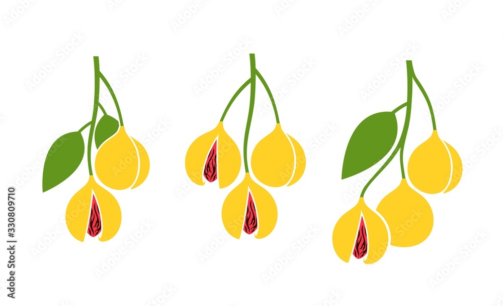 Obraz premium Nutmeg logo. Isolated nutmeg on white background