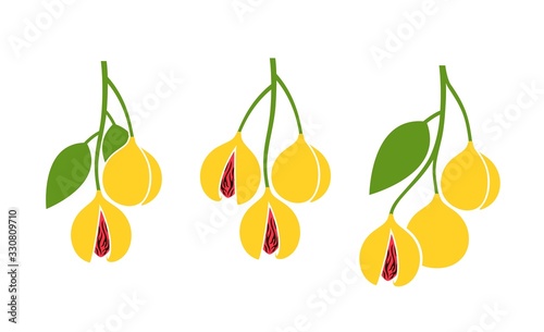 Nutmeg logo. Isolated nutmeg on white background
