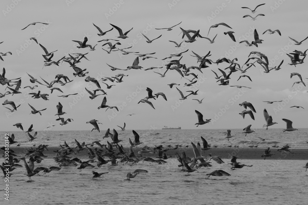 Obraz premium Stado mew srebrzystych (Larus argentatus) leci nad wodą przed tankowcem; czarno-białe