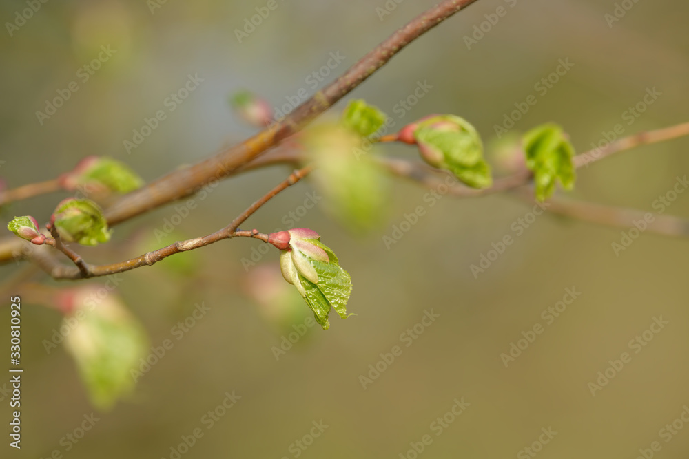 Young tree leaf and bud. New spring foliage appearing on branches. Tree or bush releasing buds. Seasonal forest background. Young tree leaf and bud. New spring foliage appearing on branches. Tree or bush releasing buds. Seasonal forest background.
