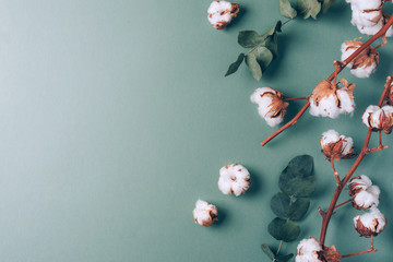 Flowers composition. Frame made of cotton flowers and eucalyptus branches on pastel blue background. Flat lay, top view. Frame with copy space