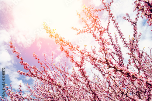 Beautiful spring texture branch of blossoming pink tree  sunlight colored background