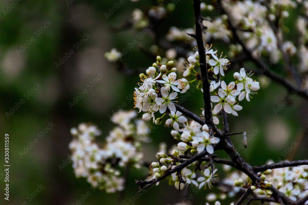 A close-up shot of the flowers of a blooming Prunus spinosa (blackthorn or sloe) tree A close-up shot of the flowers of a blooming Prunus spinosa (blackthorn or sloe) tree