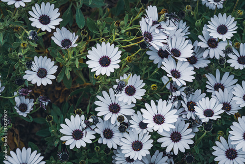 White flowers of African daisy © Visual Motiv