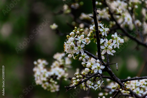 A close-up shot of the flowers of a blooming Prunus spinosa (blackthorn or sloe) tree