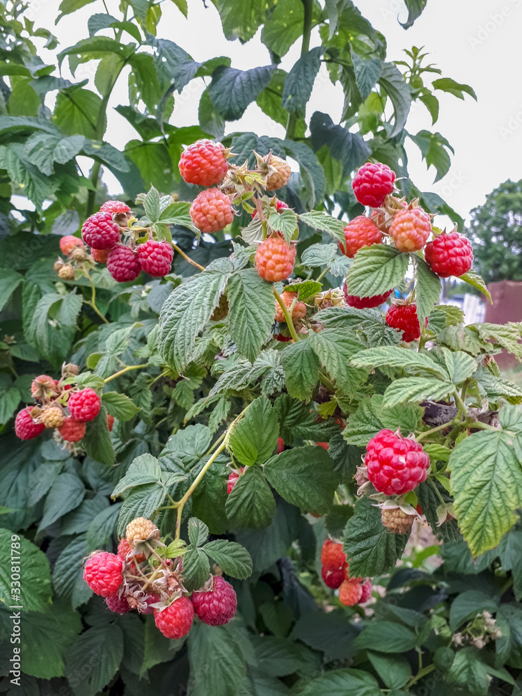 Collect ripe raspberry berries. Raspberry berries on bush. Collect ripe raspberry berries. Raspberry berries on bush.