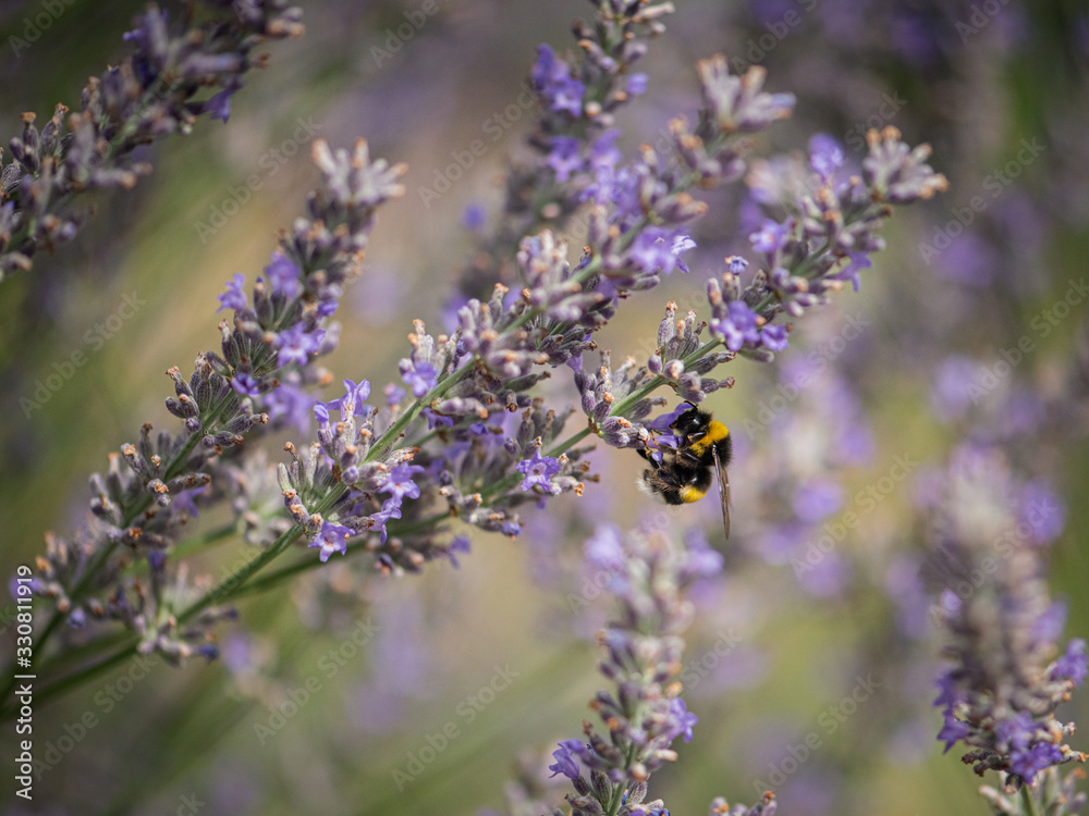 small bee is sitting on lavender flowers small bee is sitting on lavender flowers