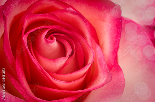 Beautiful Red Rose Close up. Macro Flower Background Photo.