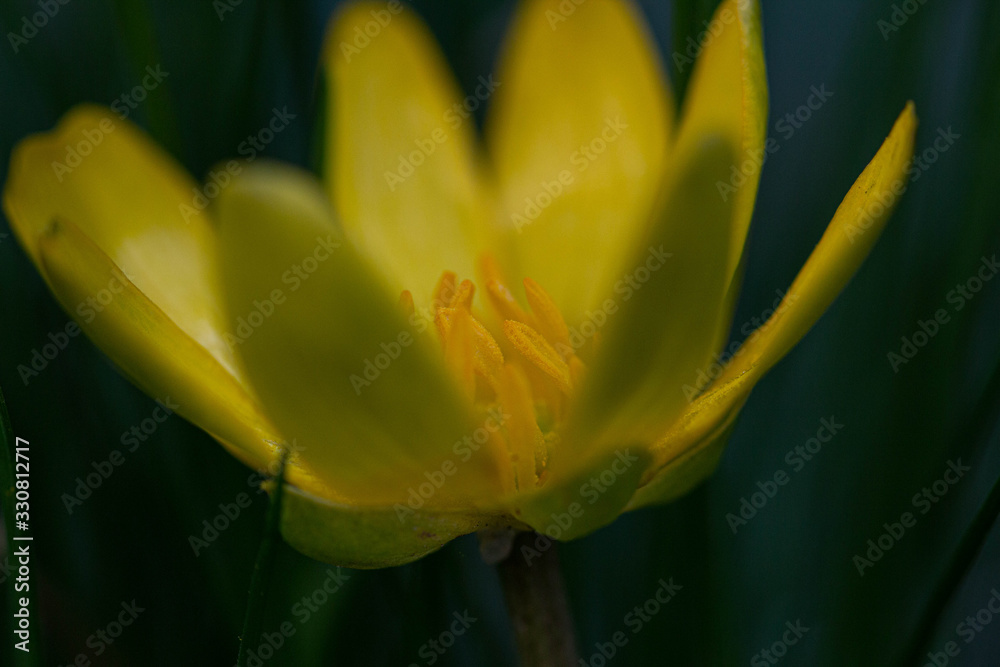 Naklejka premium Macro d0une fleur du printemps du jardin 