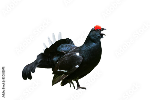 Fototapete Black grouse (Lyrurus tetrix  / Tetrao tetrix) portrait of male / cock calling a