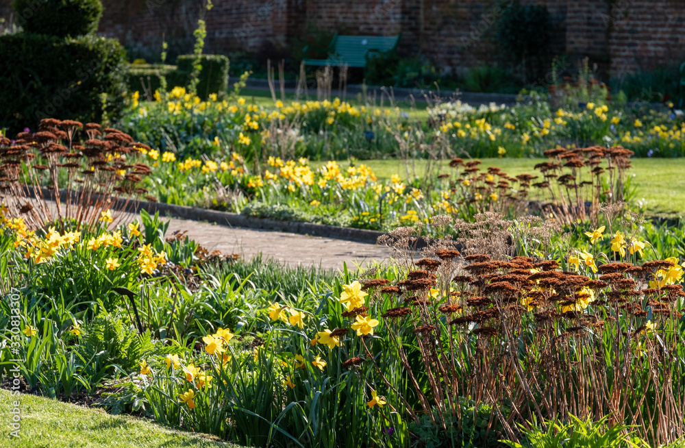 Obraz premium Daffodil and sedum flowers reflecting the late afternoon sun, photographed in early spring at Eastcote House historic walled garden in the Borough of Hillingdon, London, UK