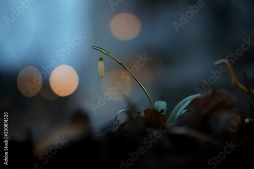 Snowdrop in early spring