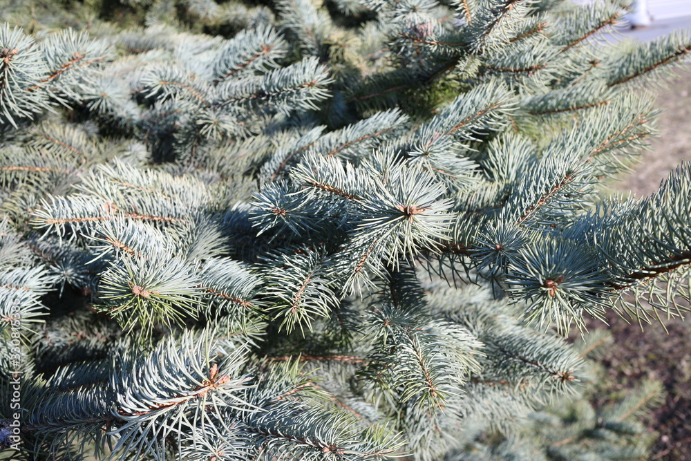 Blue spruce with needles close-up