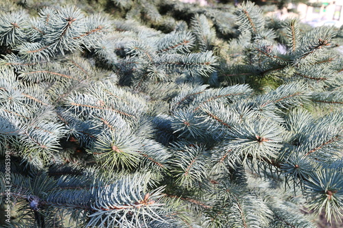 Blue spruce with needles close-up