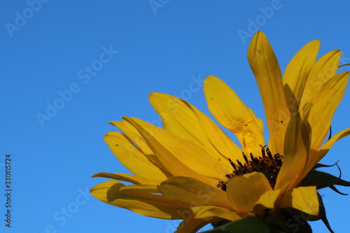 Flower against a blue sky