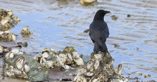 American Crow, Corvus brachyrhynchos, hunting along the shore 4K photo