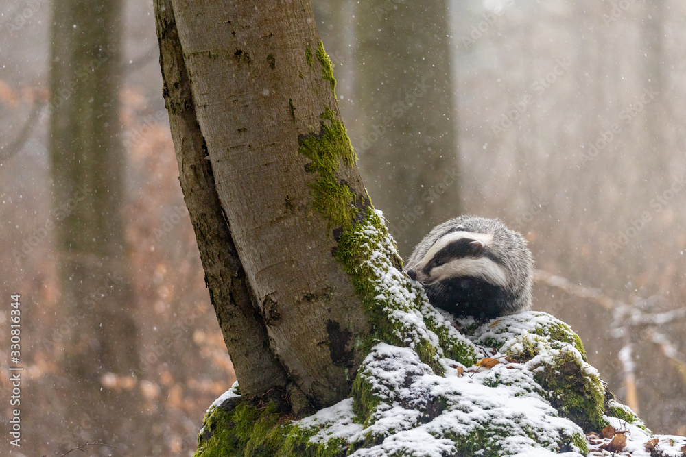 European Badger in the snow forest, in snowfall.
